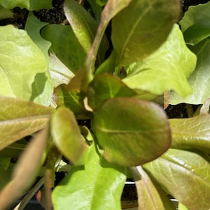 Heirloom Lettuce Seeds, Rouge D&#39;Hiver Lettuce, Baby Lettuce Greens, NON-GMO, grown with only organic inputs.