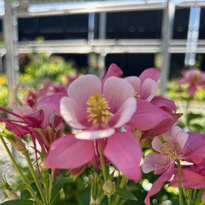 Columbine Flower Seeds, Perennial Flower, Bee Attracting Flower, Spring Flowers, Aquilegia Vulgaris