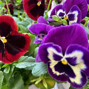 Semillas de flores de pensamiento, flores de viola, flores comestibles, colores mezclados