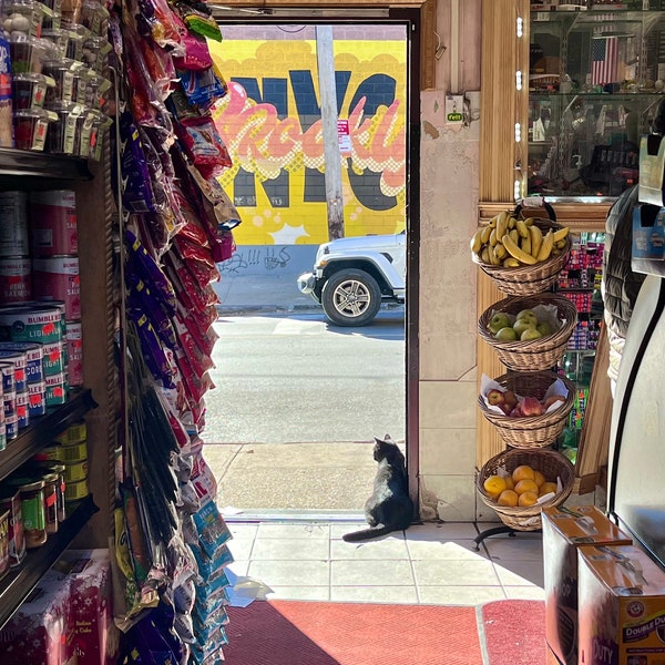 Bodega Cat photo