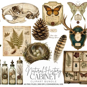 May include: A digital collection of natural history illustrations featuring a glass jar with botanical specimens, a rodent skull, a monarch butterfly, a pinecone, a bird nest with eggs, a feather, a deer skull mount, and a wooden display case.