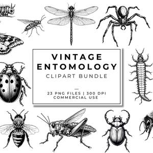 Ensemble d'images clipart d'entomologie vintage | PNG d'insectes | Illustrations d'insectes anciennes | Documents scientifiques sur les insectes | Graphismes pour carnets de voyage | Papillons