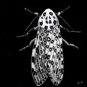 May include: A black and white illustration of a moth with a white body and black spots. The moth's wings are spread out and its antennae are long and thin.