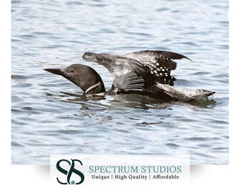 Loon Watercolor Painting: Lake House Wildlife Art Print (Digital Download)