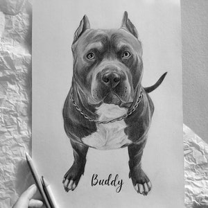 Pet portrait from photo, Custom portraits for Dogs and Cats, Pet drawing, Hand drawn pets, Pet memorial gift, Graphite portrait