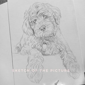 May include: A graphite pencil drawing on white paper depicting a fluffy dog with wavy fur, wearing a collar with a round tag. The text SKETCH OF THE PICTURE is printed in white at the bottom center of the drawing.