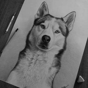 May include: A detailed charcoal drawing of a Siberian Husky on white paper, featuring realistic shading of the dog's fur, pointed ears, and focused eyes. Two pencils and a small eraser are placed near the edges of the drawing.