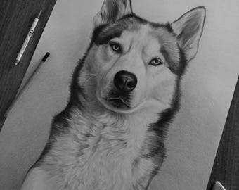 May include: A detailed charcoal drawing of a Siberian Husky on white paper, featuring realistic shading of the dog's fur, pointed ears, and focused eyes. Two pencils and a small eraser are placed near the edges of the drawing.