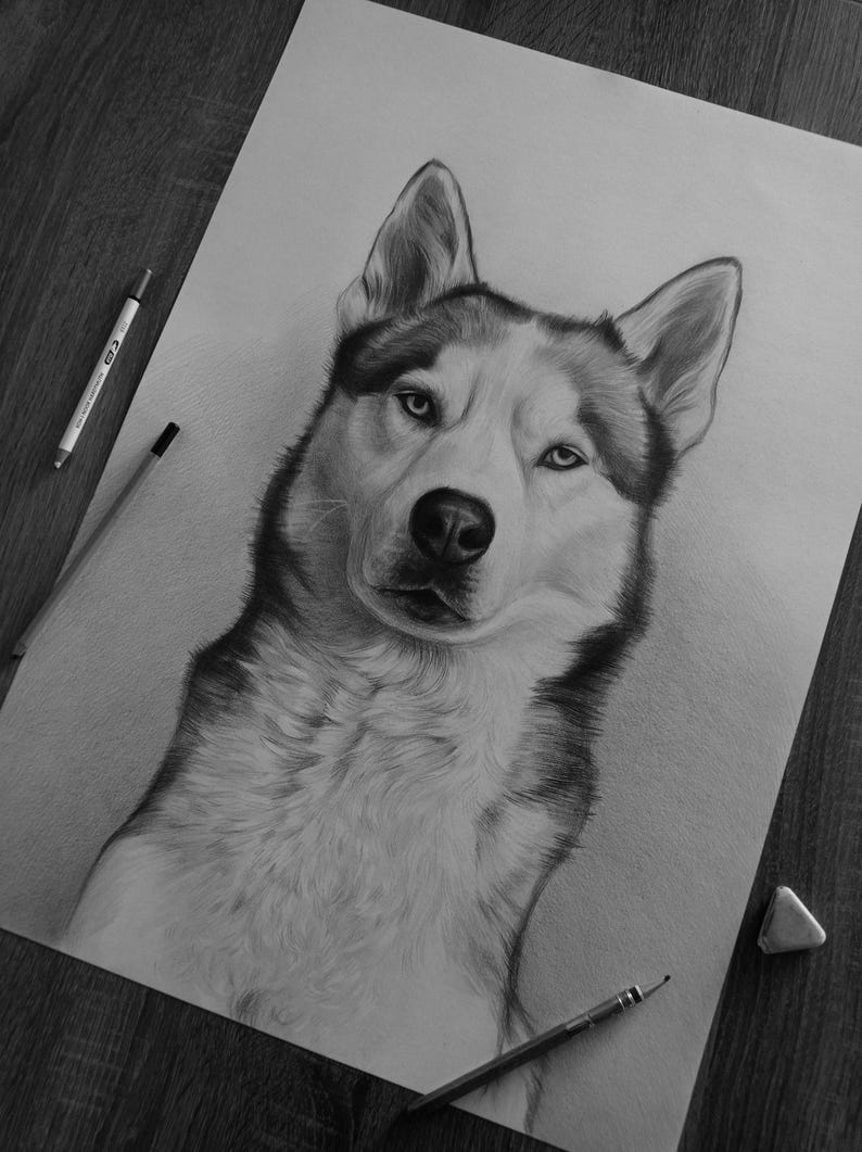 May include: A detailed charcoal drawing of a Siberian Husky on white paper, featuring realistic shading of the dog's fur, pointed ears, and focused eyes. Two pencils and a small eraser are placed near the edges of the drawing.