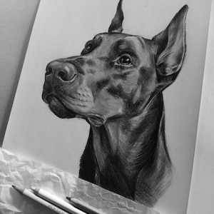May include: A black and white graphite drawing of a Doberman Pinscher head on white paper, featuring detailed shading and expressive eyes. Below the drawing, two pencils are visible, one labelled Van Gogh, resting on a crumpled white surface.