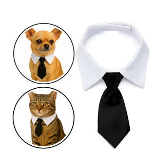 May include: A white pet collar with a black tie, shown with a dog and a cat wearing similar collars. The dog is tan, and the cat is brown and tan striped. The tie is a solid black color.