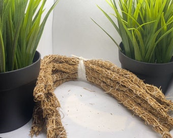 Lot of 10 stems - KHAMARE / GONGOLILI / Root of VETIVER - Plants