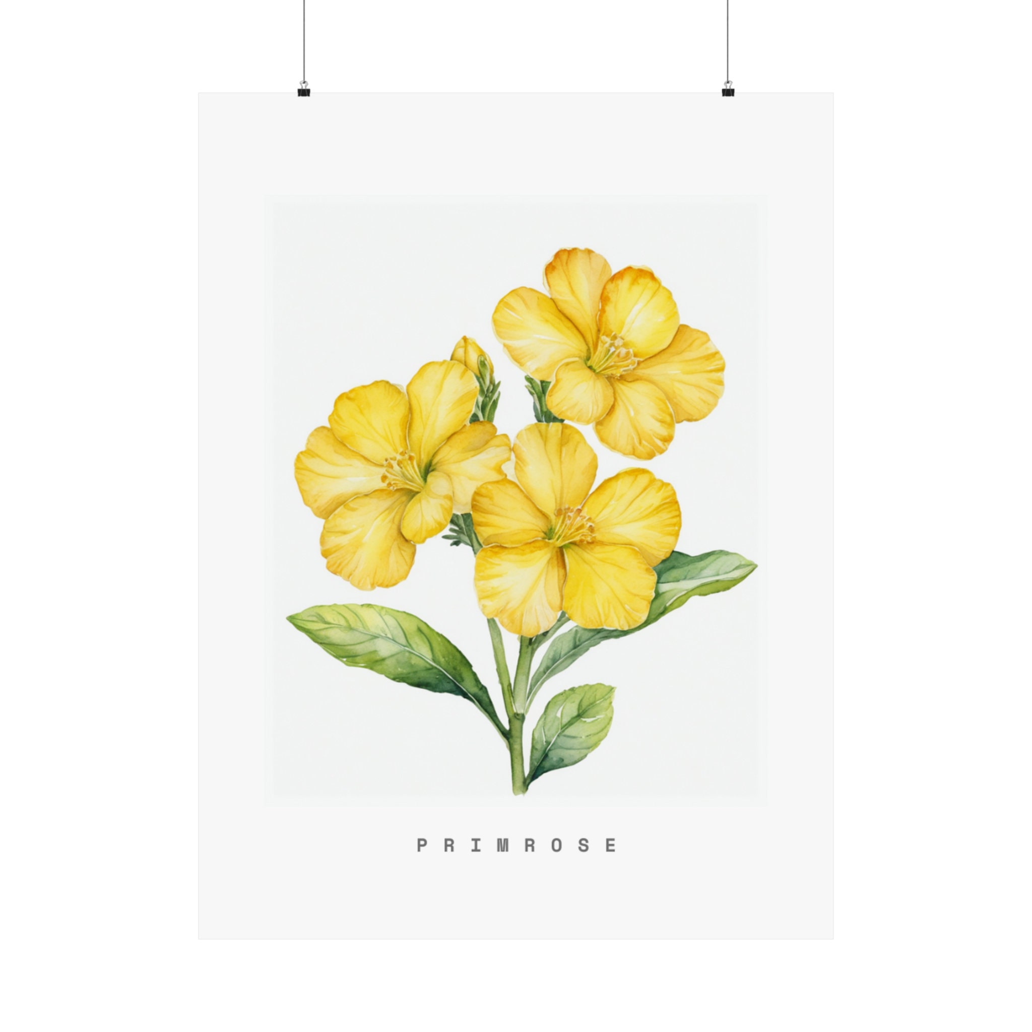 Primrose Poster - Etsy