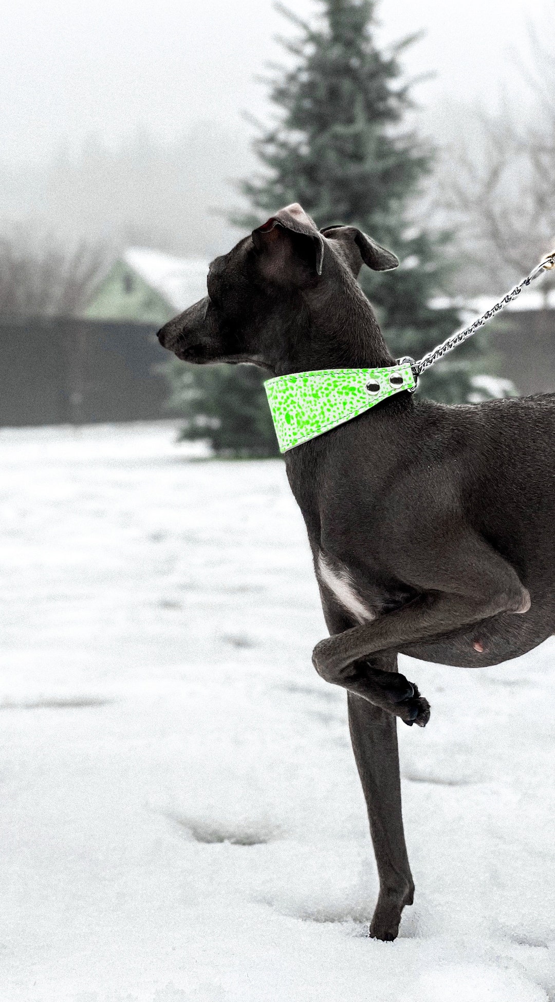 Martingales Leather Dog Collars, Sighthound Collar for Small and Medium