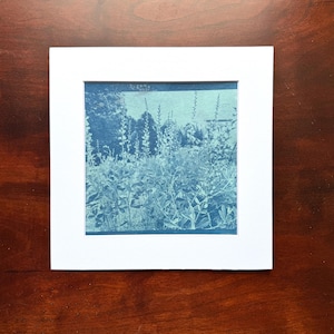 Toned Cyanotype Print, Baptisia, Cyanotype from Original Photo, Nature Art, 8x8 Matte Framed, Blue on Blue, Watercolor Cyanotype, Garden Art