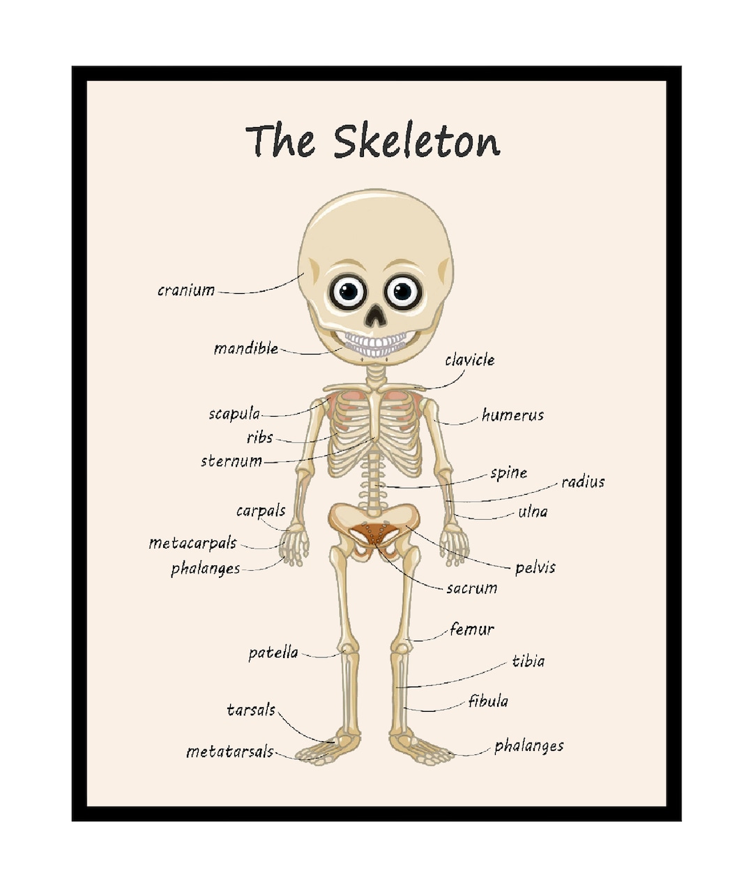 The Skeleton Poster Human Skeleton Print Learning Materials Art Gift ...