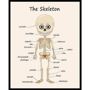 Póster de esqueleto, gráfico de anatomía del cuerpo humano 