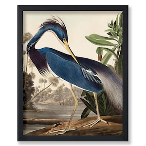 Póster vintage de garza de Luisiana de Audubon: arte de aves de América, decoración de pared para amantes de los animales, arte para dormitorio o sala de estar