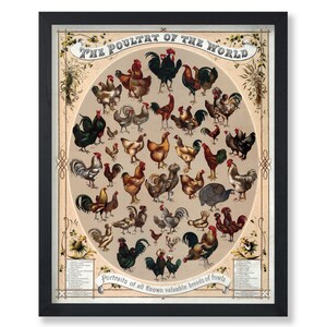 Vintage Poultry of the World Poster - Retro Chicken Print - Hen Breeds Art - Roosters Art - Farmhouse Art - Poultry Art