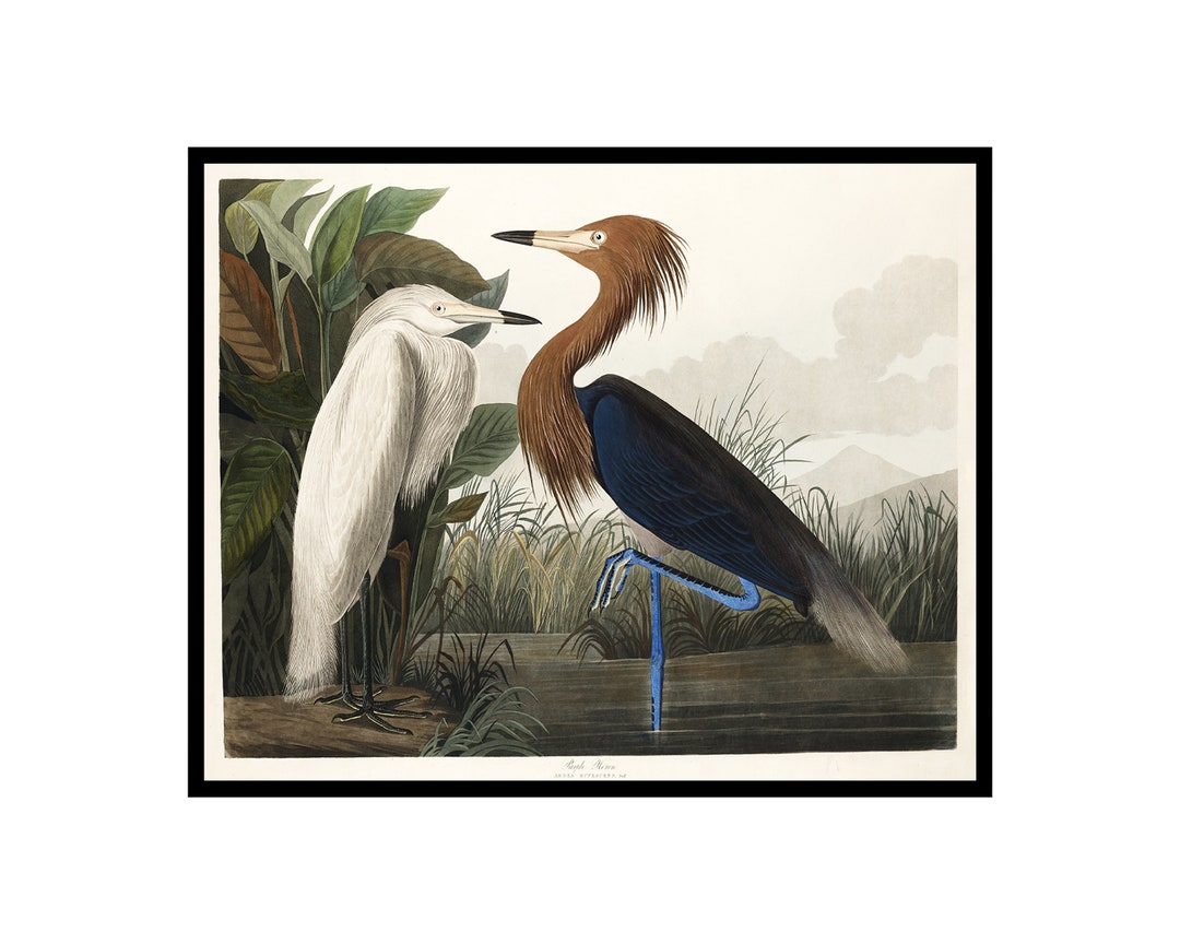 Vintage James Audubon Poster Retro Purple Heron Print Birds of America ...