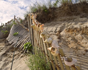 Shell-Adorned Coastal Fence | Nantucket Beach Photography | Serene Shoreline Wall | Fine Art Photography 8x10