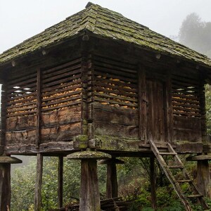 May include: A weathered wooden structure with a gabled roof, elevated on sturdy posts. The building has a ladder leading to a door and horizontal slats. The roof is covered in moss, and the surrounding area is lush with greenery.