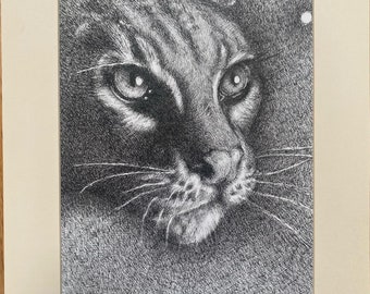 Feral Cat - Pen and Ink