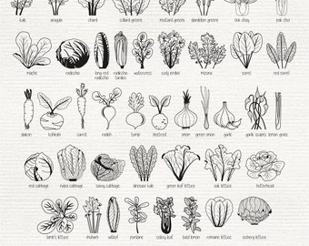 May include: Black and white line drawings of various types of leafy green vegetables, root vegetables, and cabbage. The names of each vegetable are listed below the image.