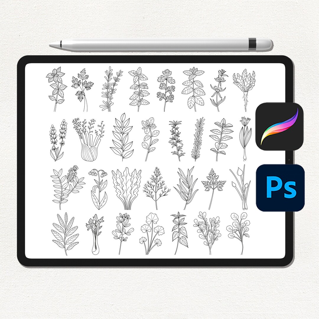 Herbs Procreate Brushes Bundle Photoshop Brushes Kitchen - Etsy