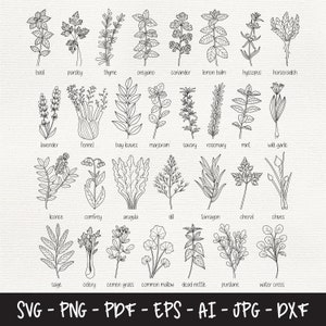 Pacote Svg de ervas, Ervas de cozinha svg, Fazenda svg, Arquivos DXF para laser, Rótulo de pote de ervas Svg, Rótulo de cozinha bonito Svg
