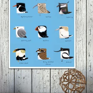 Coastal Birds Print, Coastal Bird, Coastal Birds, Sea Bird, Sea Birds, illustration, illustrations, art, artwork