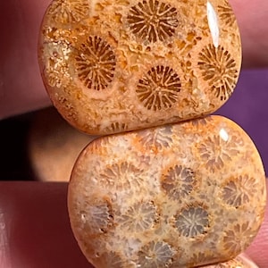 Puede incluir: Una serie de cuentas rectangulares de coral fósil pulido que presentan un patrón intrincado en forma de estrella en tonos naranja cálido, bronceado y crema. Cada cuenta muestra una superficie lisa y brillante que resalta la textura.