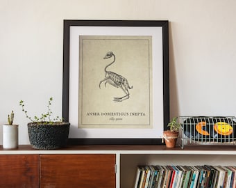 Grafika anatomiczna gęsi Silly Goose, ilustracja naukowa w stylu vintage (pobranie cyfrowe)