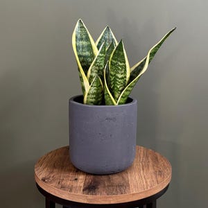 May include: A potted snake plant with green and yellow striped leaves in a dark grey concrete pot. The pot is sitting on a wooden table.