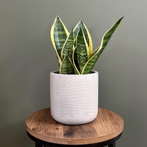 May include: A snake plant with green and yellow striped leaves in a white textured pot on a wooden table.