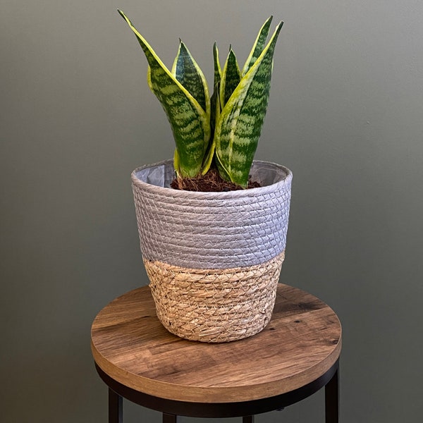 Natural & Grey Two Tone Round Seagrass Basket | Woven Straw Pot | Rattan Pot | Boho Plant Pot  | Indoor Pot | Plant Accessories | Planter