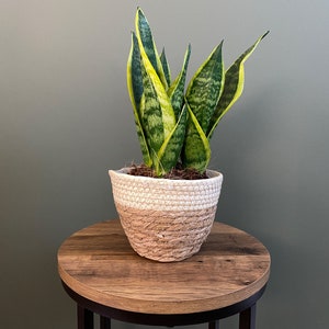 May include: A snake plant with green and yellow striped leaves in a woven basket. The basket has a natural beige base and a white top. The plant is on a small, round wooden table. The table is approximately 40 cm in diameter.