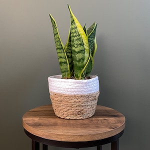 May include: A green and yellow snake plant in a white and brown woven pot, sitting on a wooden table.