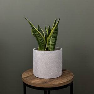 May include: A green snake plant in a white concrete pot with a speckled texture. The pot is sitting on a wooden table with a brown finish.