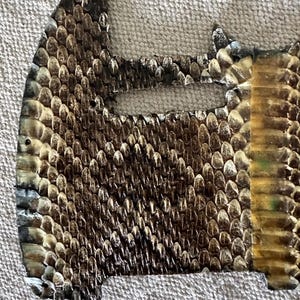 Könnte beinhalten: Ein Stück Reptilienhaut mit einem natürlichen Muster aus braunen, beigen und schwarzen Schuppen. Die Haut ist unregelmäßig geformt und hat einen rechteckigen Abschnitt auf der rechten Seite. Die Textur ist rau und detailliert.