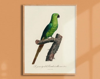 Planche d'ornithologie  - La perruche à collier rose