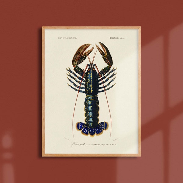 Affiche océan - Le homard