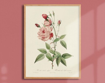 Botanical plate - Indian rose bush