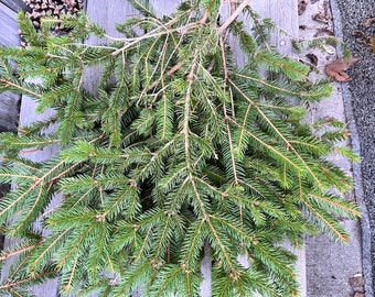 Pitch Pine Branches