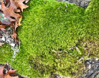 Fresh Live Moss