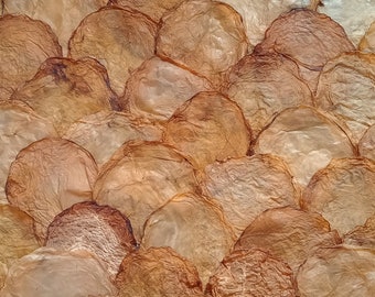 Kombucha Leather Dried Scoby for your Creative Project Vegan friendly