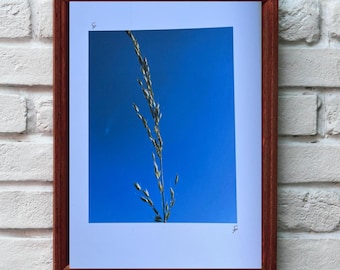 Cielo azul y hoja de trigo