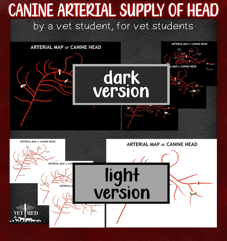 Arterial Map of the Canine Head - Veterinary Anatomy Study Guide Bundle ...