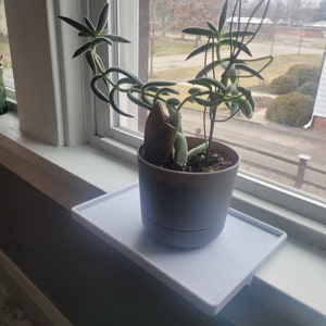 May include: A small, light gray shelf attached to a windowsill holds a potted plant with long, green, trailing leaves. The plant is in a gray pot with a white saucer.