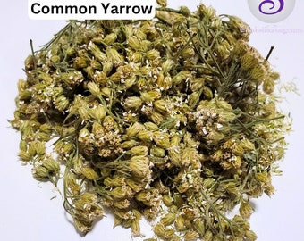 Common Yarrow Herb, Wild Harvested Achillea millefolium Flowers for Herbal Salve Making